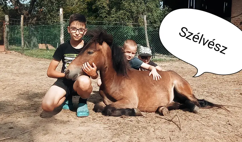 Póni Kuckó Vendégház és Minifarm  Hosszúvölgy