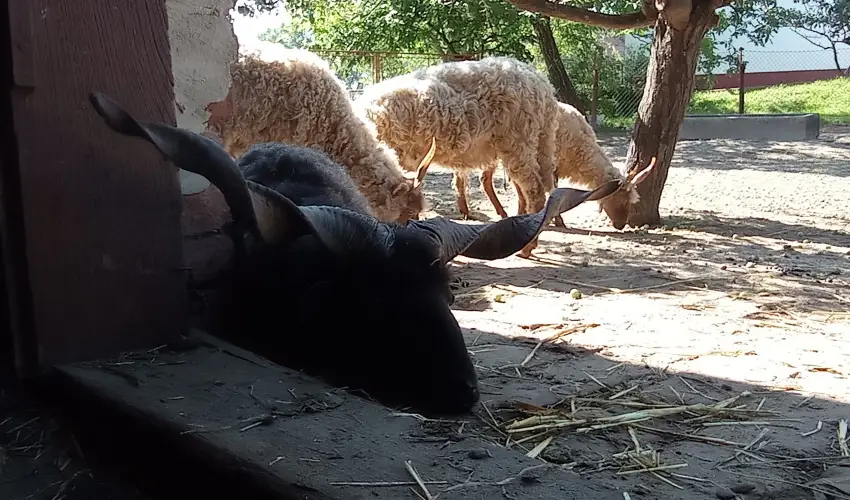 Póni Kuckó Vendégház és Minifarm  Hosszúvölgy