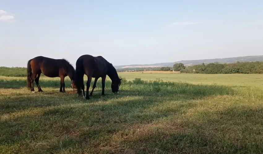 Póni Kuckó Vendégház és Minifarm  Hosszúvölgy