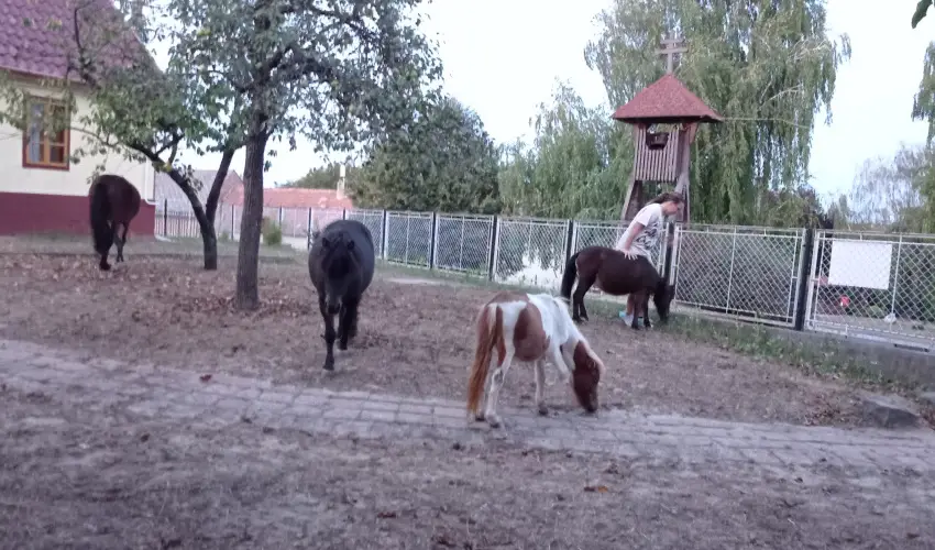 Póni Kuckó Vendégház és Minifarm  Hosszúvölgy