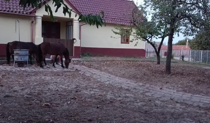Póni Kuckó Vendégház és Minifarm  Hosszúvölgy