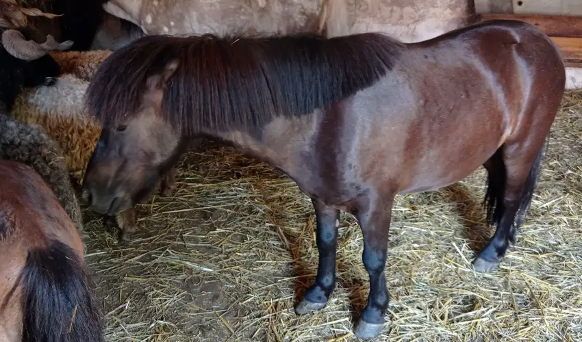 Póni Kuckó Vendégház és Minifarm  Hosszúvölgy